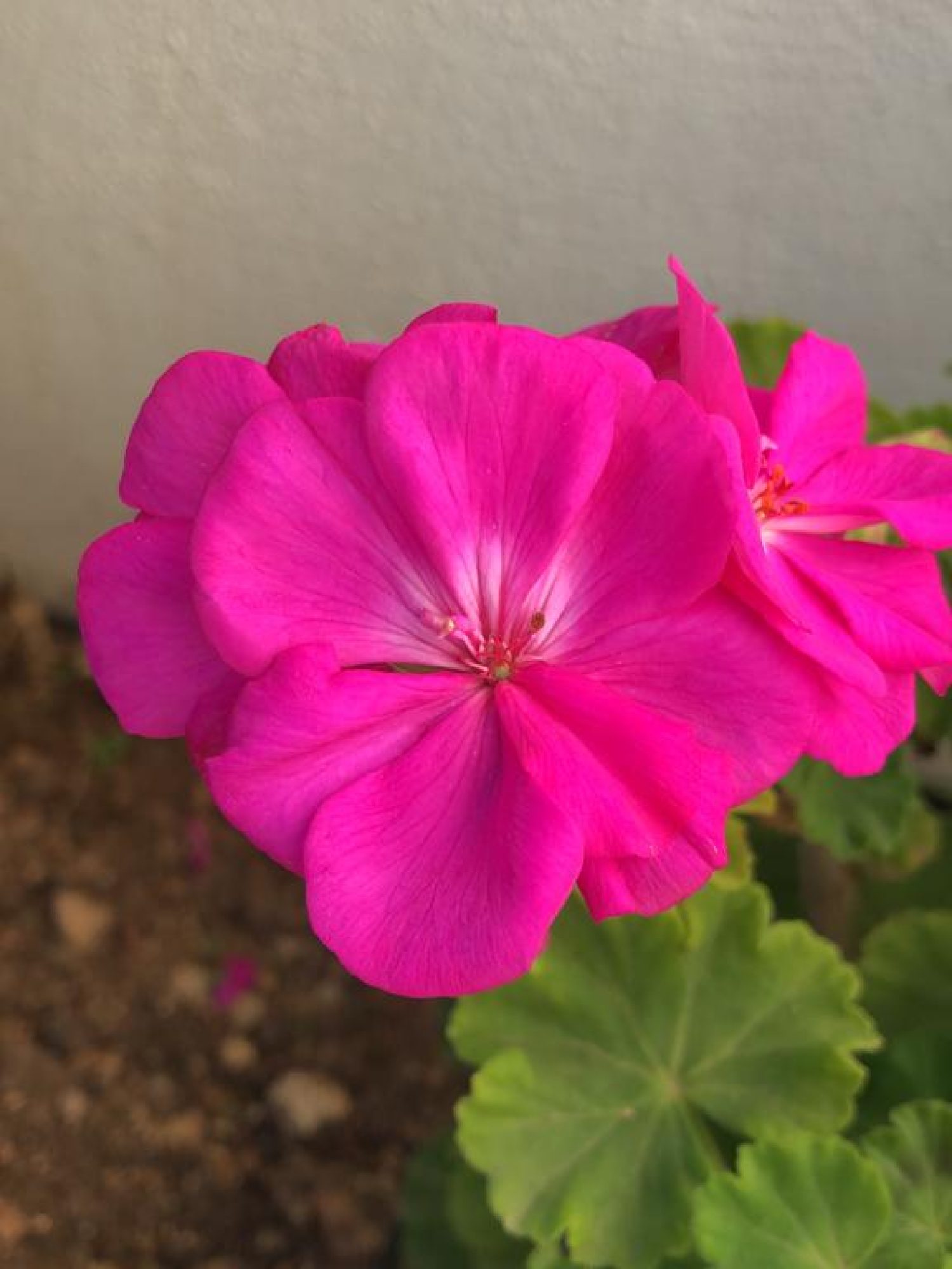 flowers 3